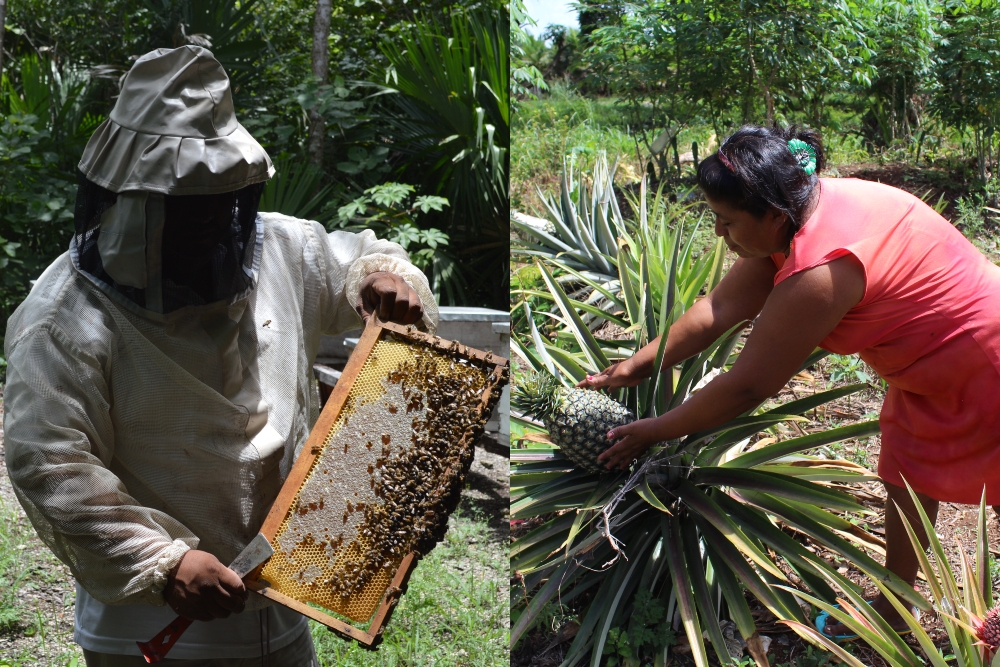 Quintana Roo carece de registro de exportación de miel, así como los cultivos no cuentan con vías de comercialización