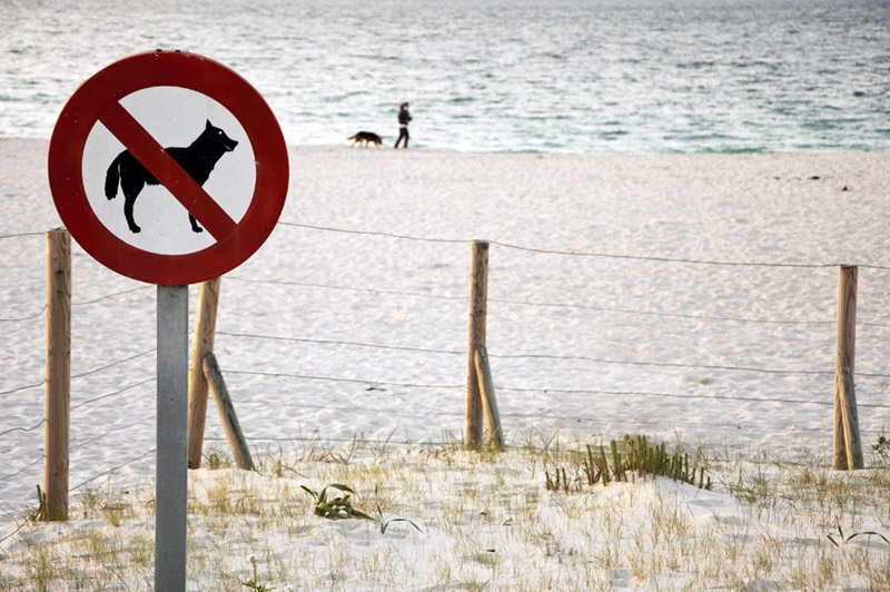 Segú Zofemat los perros no pueden entrar a la playa porque tienen una larva migratoria, la cual puede provocar enfermedades