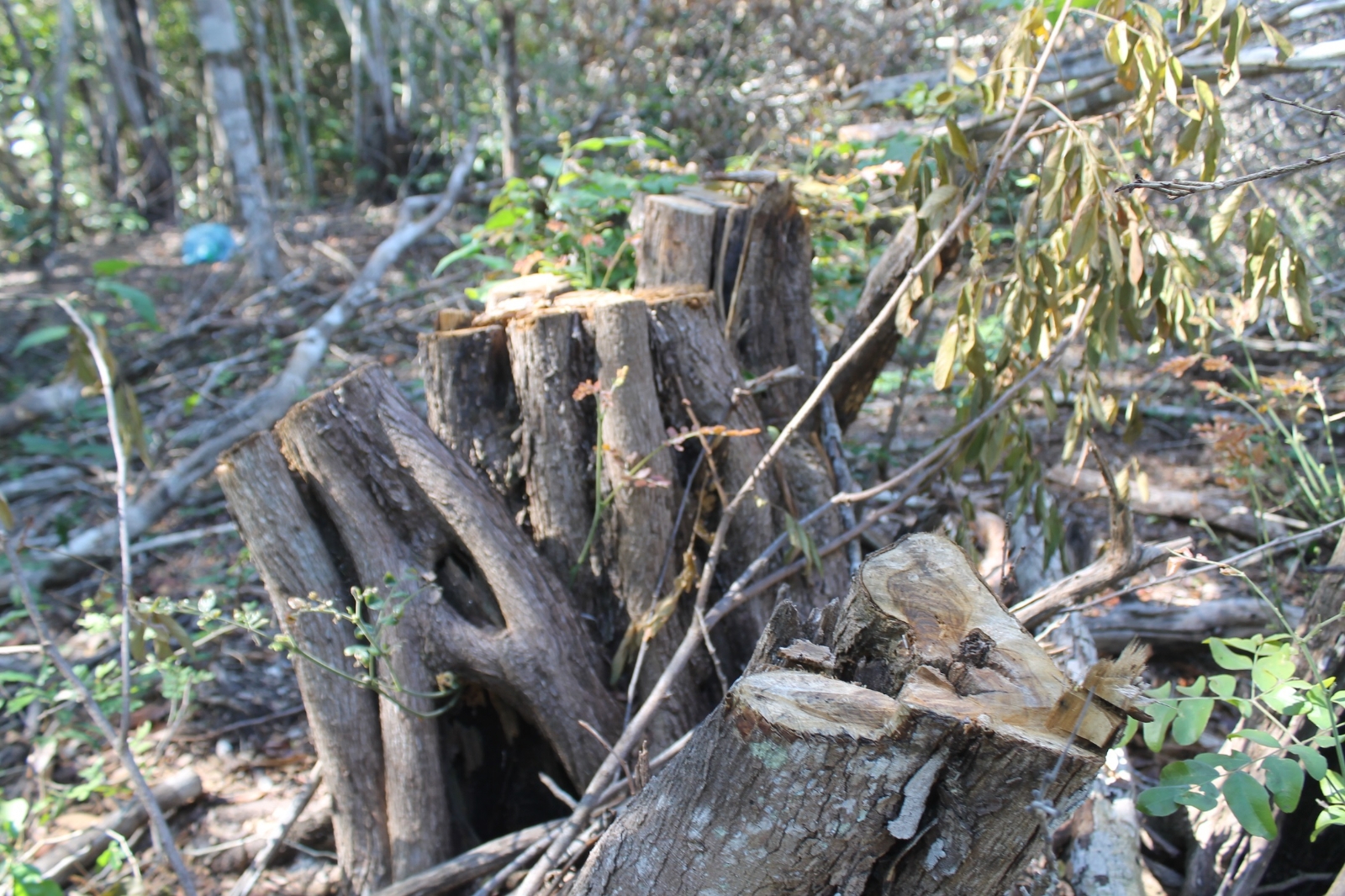 Se han perdido 760 mil hectáreas de bosque en los últimos 20 años por la tala forestal