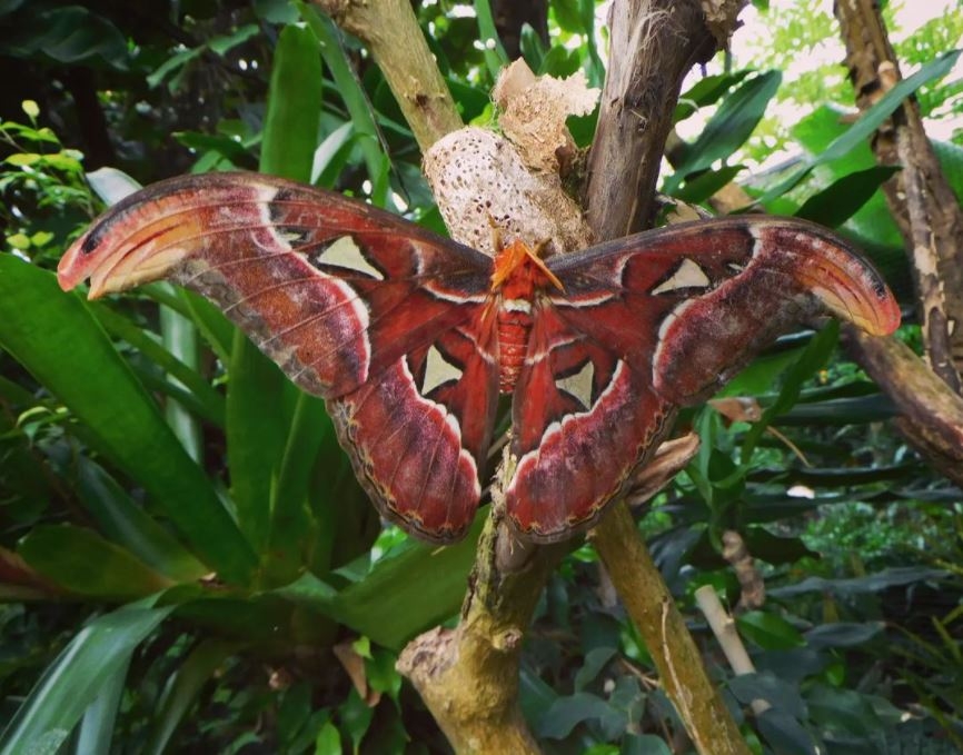 Este insecto también se la conoce como la mariposa serpiente