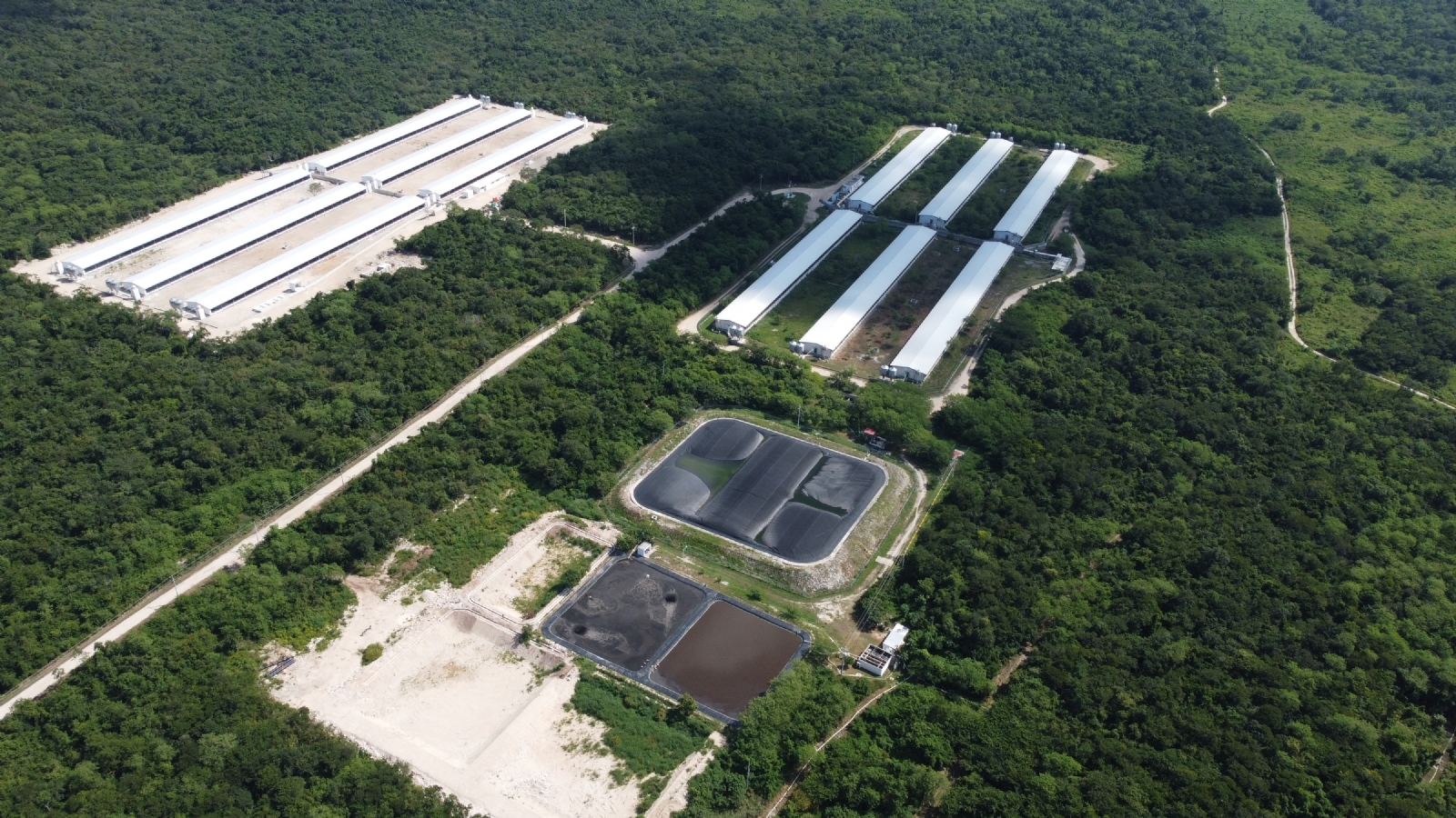 No se va a permitir la contaminación de granjas porcícolas en Yucatán: AMLO