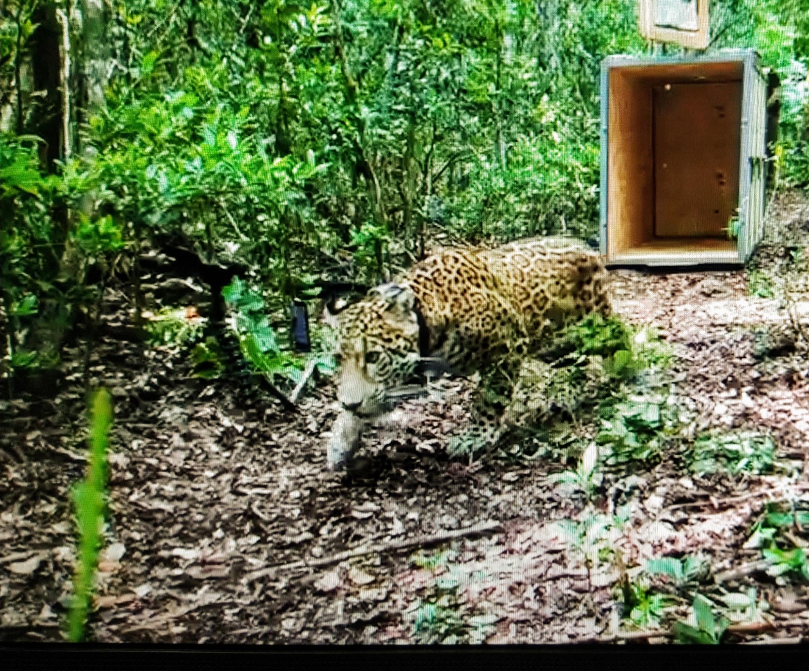 Perros, principal mascota atacada por jaguares en Mahahual, Quintana Roo