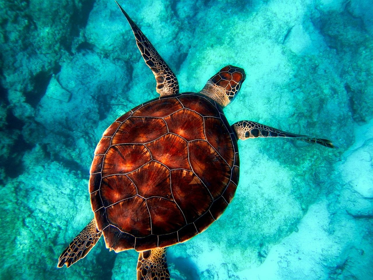 Cuatro especies de tortugas marinas que podrás encontrar en Quintana Roo