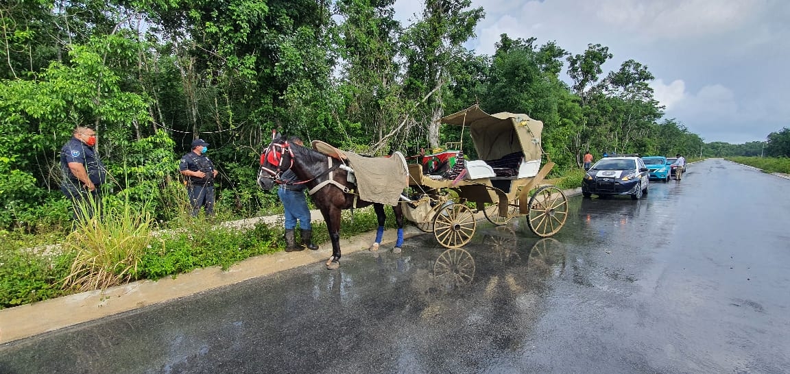 Se desboca caballo que jalaba una calesa en la zona sur de Cozumel