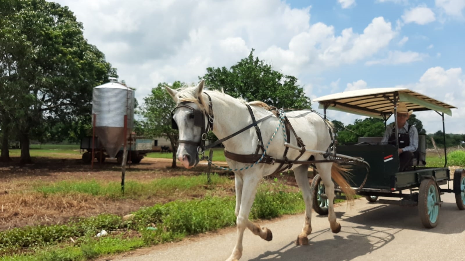 Menonitas, culpables de la escasez de miel en Campeche, señalan productores