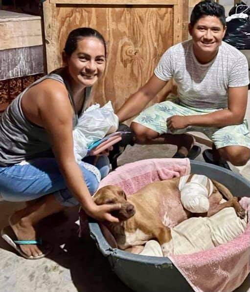 Asociación le salva la 'patita' a un perro tras ser atacado por un cocodrilo en Chetumal