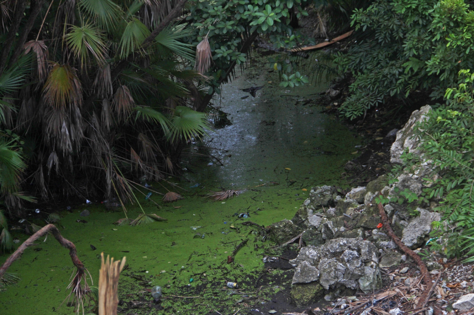 Los cenotes urbanos de Cancún son los más afectados por la contaminación, pues no hay quien vigile que no se arrojen desechos