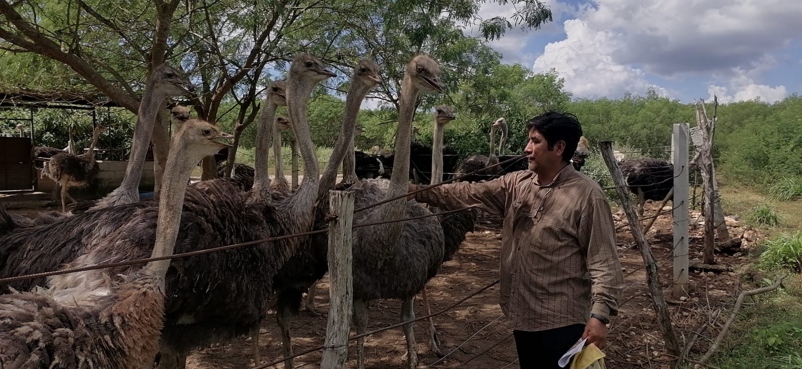 El productor comentó que se puede comercializar desde el pollo, las plumas y la carne del animal, con un valor de 350 pesos el kilo