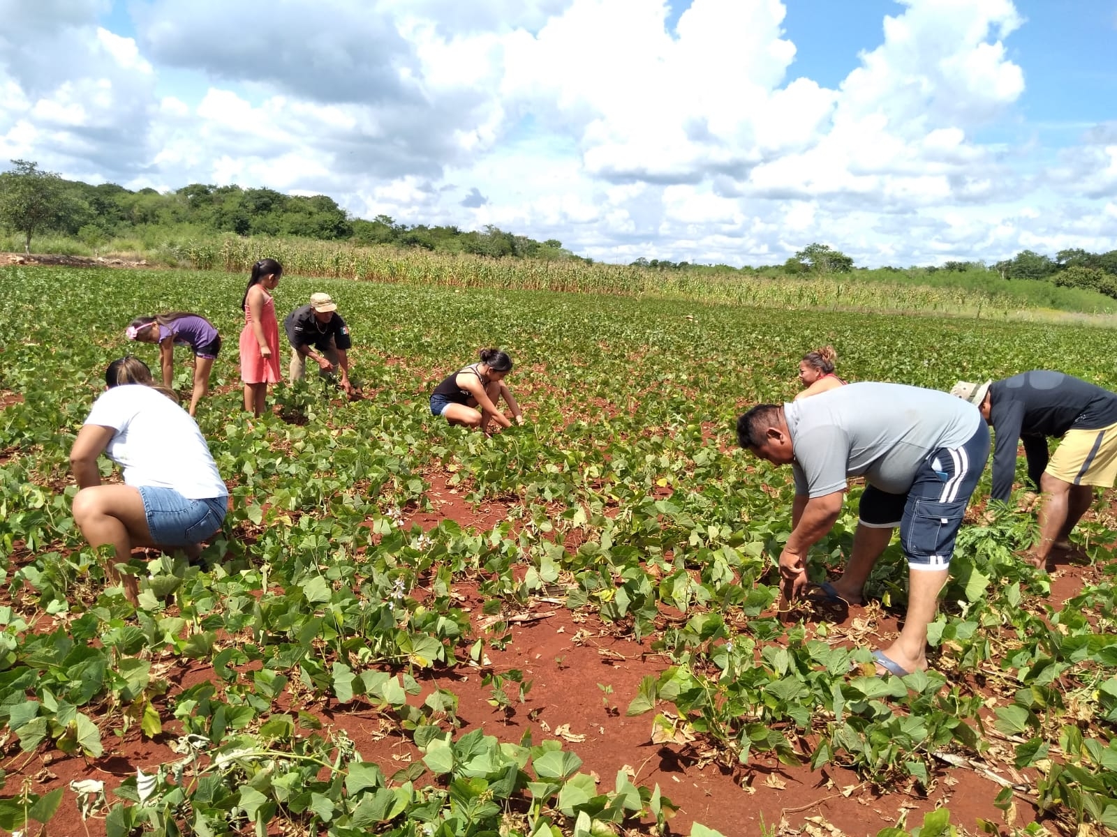 Padre, hijos y nietos, ayudan a regar las plantas y distribuir el producto en la comunidad