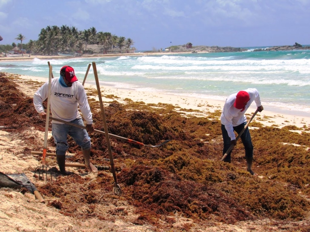 Zofemat recontrata a brigadistas para la limpieza de sargazo en playas de Cozumel
