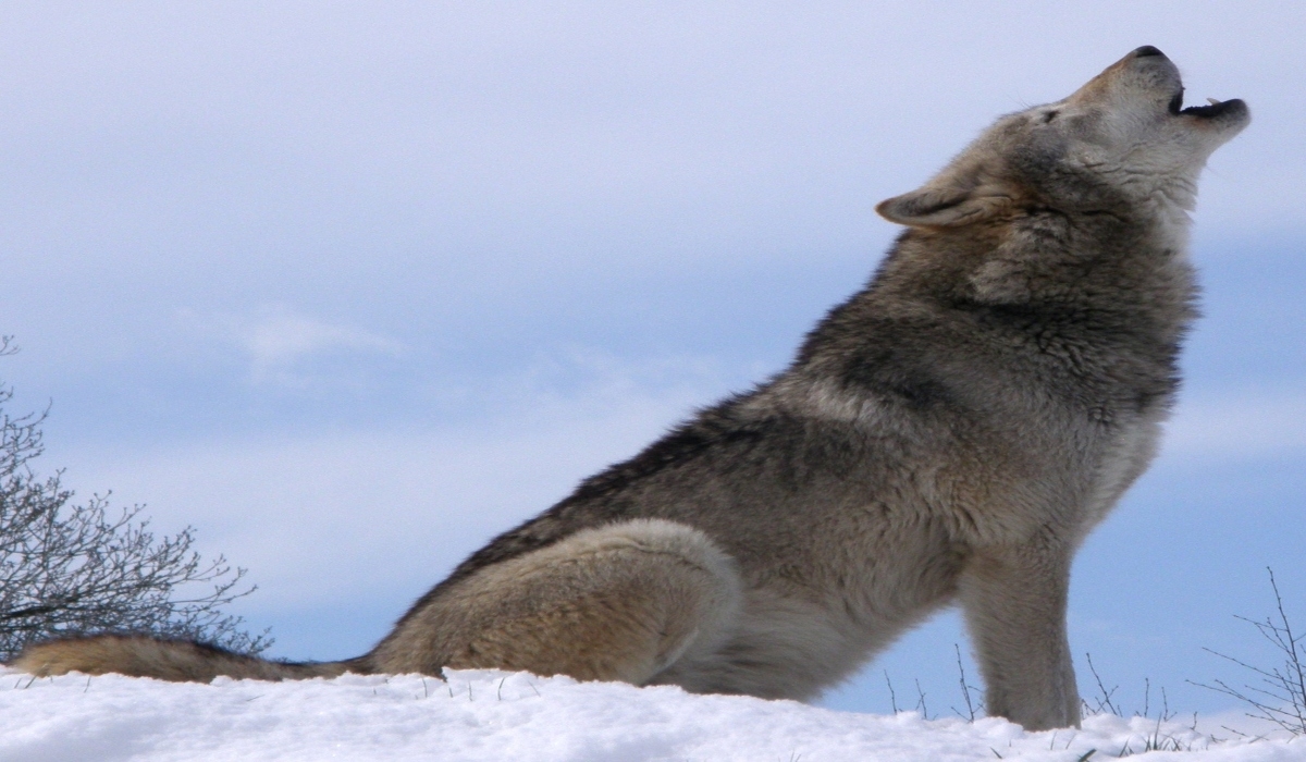 Lobo gris escapa de un parque en el Estado de México; autoridades ya lo buscan