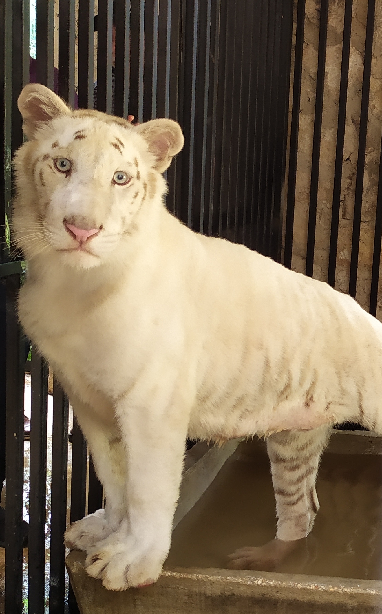 Shiva, la nueva tigre de bengala albina del Zoológico La Reina en Tizimín