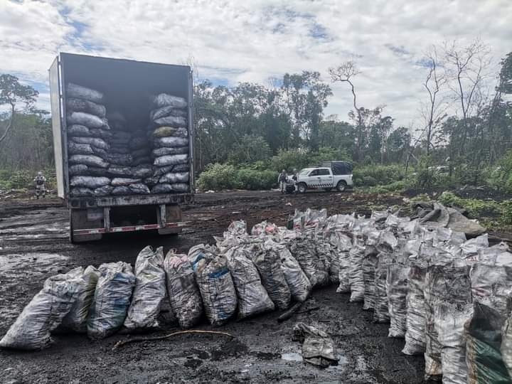 En el lugar se localizó un tracto camión acoplado a un semirremolque tipo caja cargado con mil 80 costales del recurso maderable