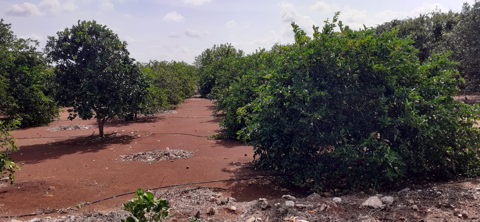 Muchas veces, los agricultores encuentran limitaciones para combatir estas calamidades que les afectan por la falta de recursos