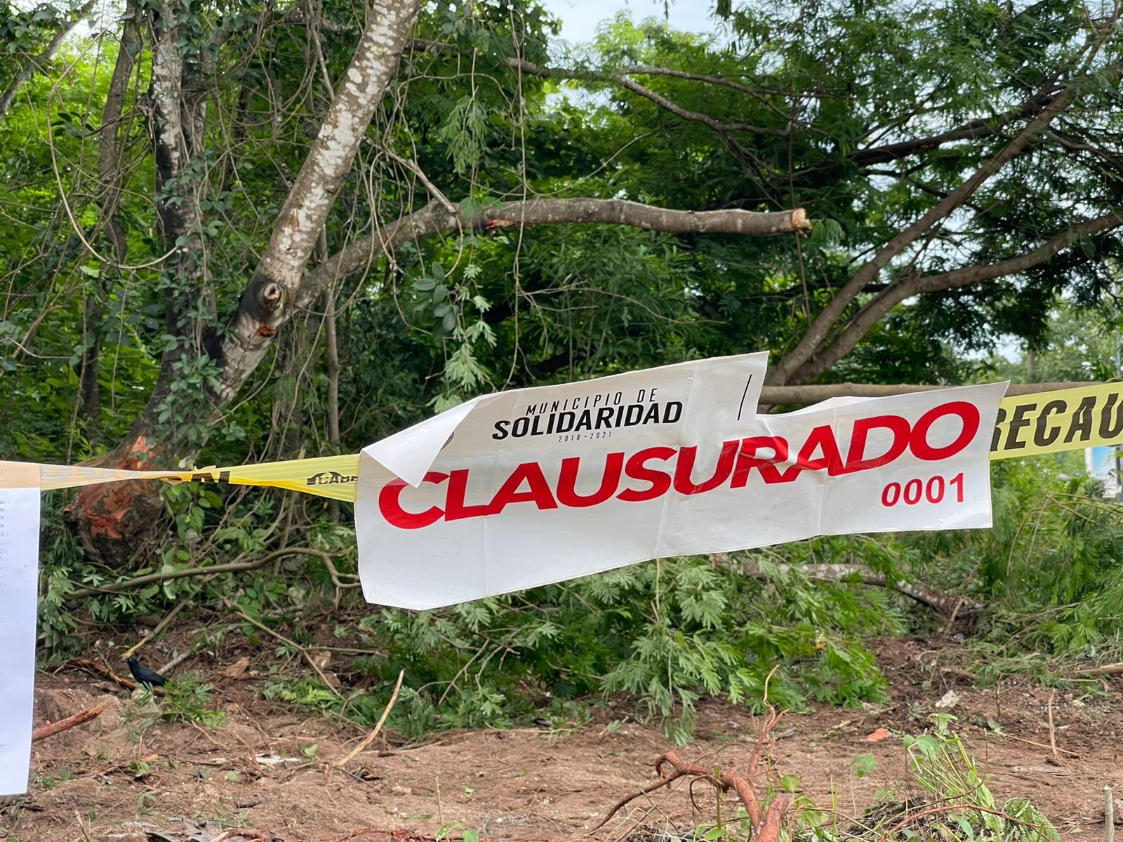 Clausuran predio por deforestación en Playa del Carmen