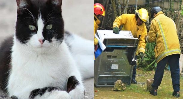 La mujer que los recibió les informó que no había tal fuga, que lo único que quería era que rescataran a su gato