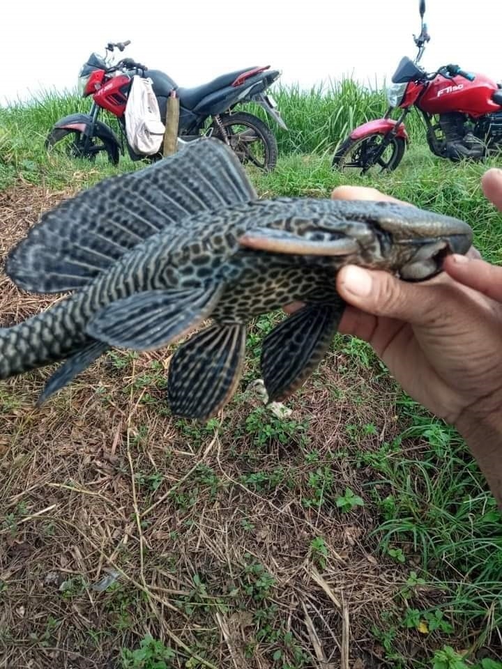 'Pez diablo', la plaga más peligrosa del mundo, invade el río Candelaria en Campeche