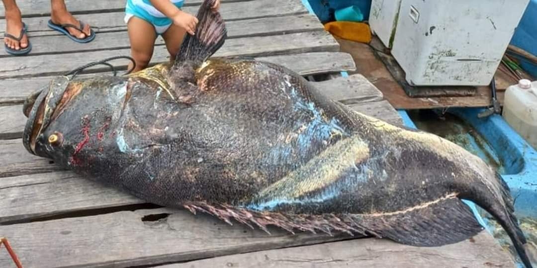 Pescador captura a una cherna de 95 kilos en San Crisanto, Yucatán