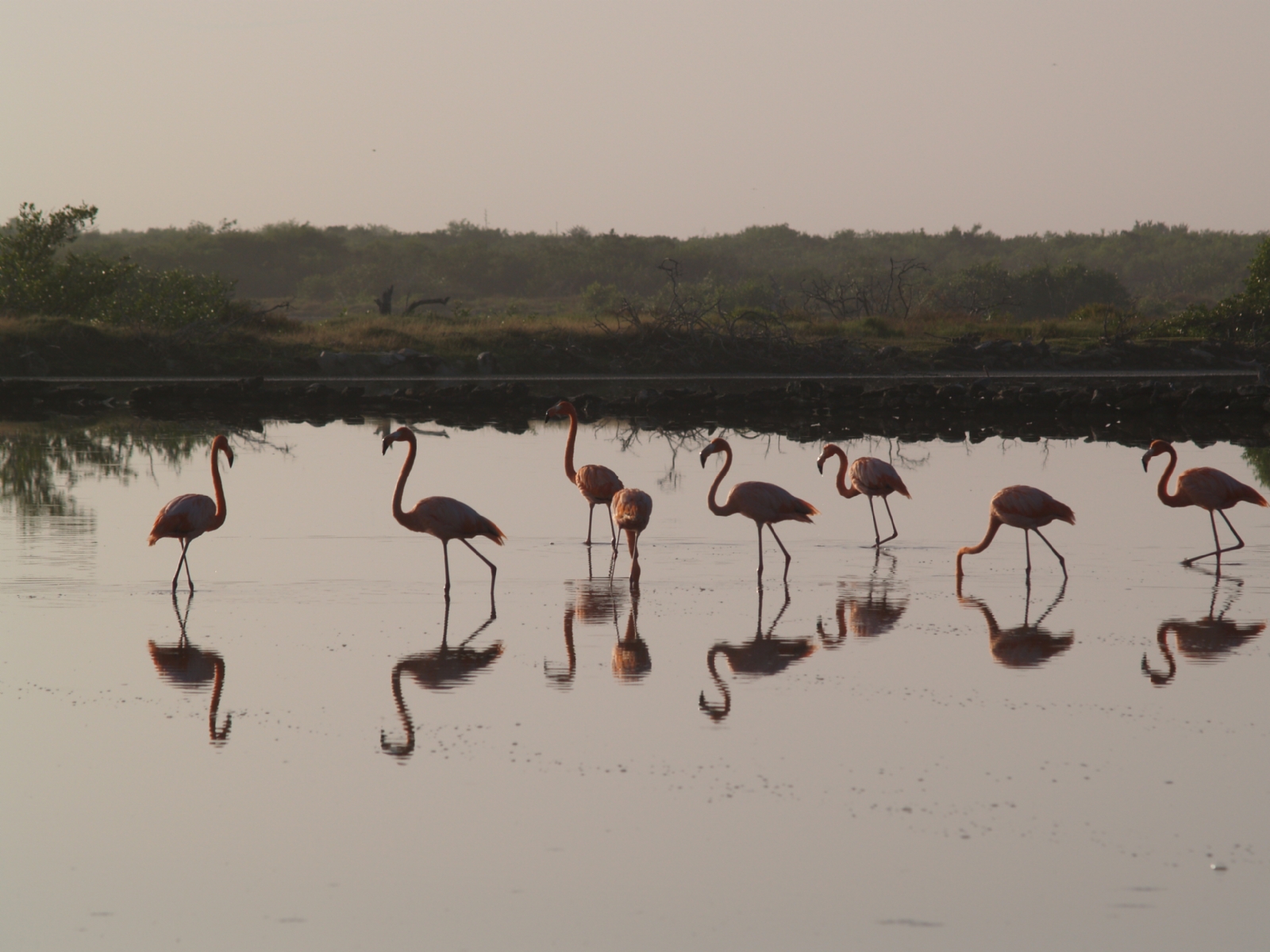 Flamencos rosas llegan a las salinas de San Crisanto, Yucatán