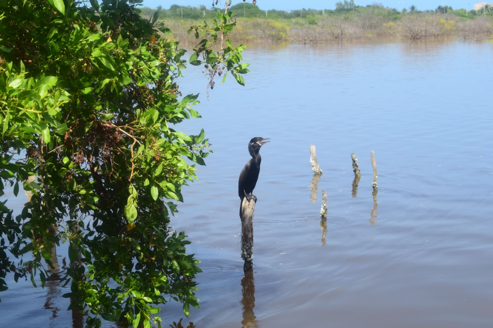 Debido a su riqueza natural el área protegida alberga a mas de 2 mil ejemplares