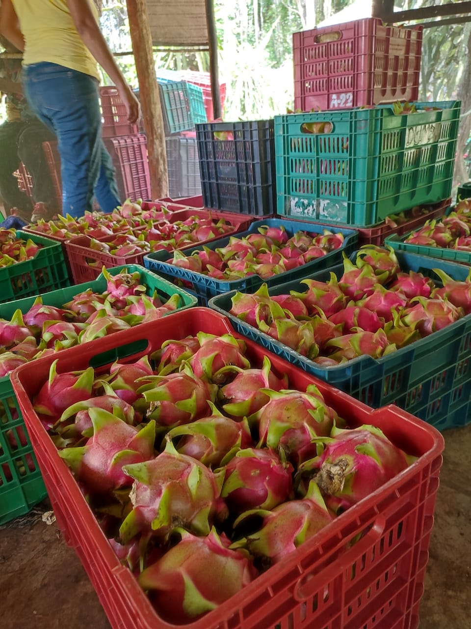 Los precios pactados entre la empresa y los productores son de 27 pesos el kilogramo de pitahaya de primera