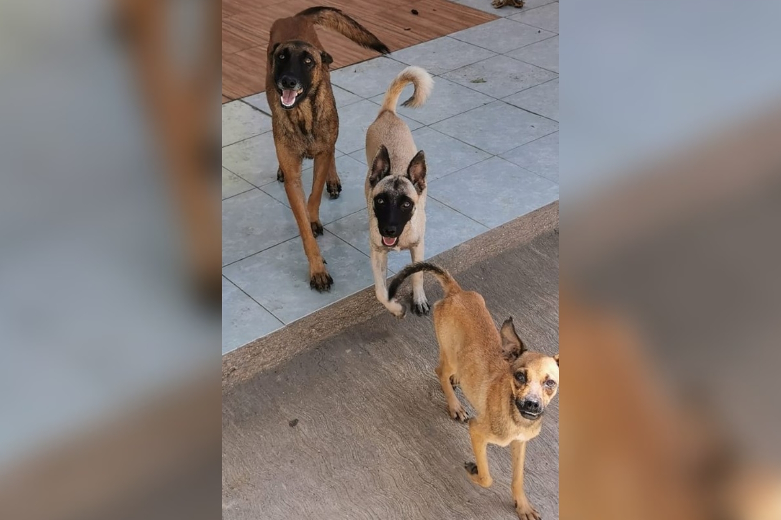 Vecinos se unen para rescatar a tres perritos de una casa abandonada en Playa del Carmen