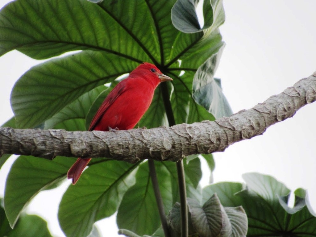 Cozumel celebrará la 13.ª edición del Festival de Aves del 4 al 17 de octubre