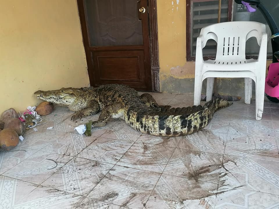 Cocodrilo de tres metros invade casa en Río Largartos, Yucatán