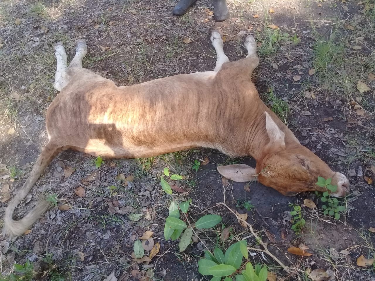 El denunciante comentó que otra parcela del mismo ejido también perdió una vaca por los cazdorees ilícitos