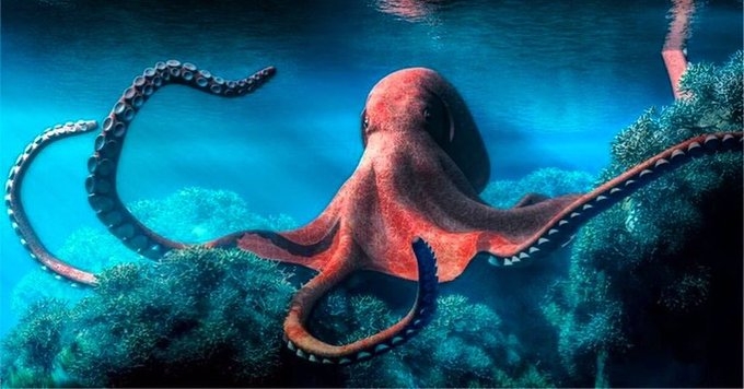 Pulpo maya, el ruborizado marino de la Península de Yucatán: INFOGRAFÍA