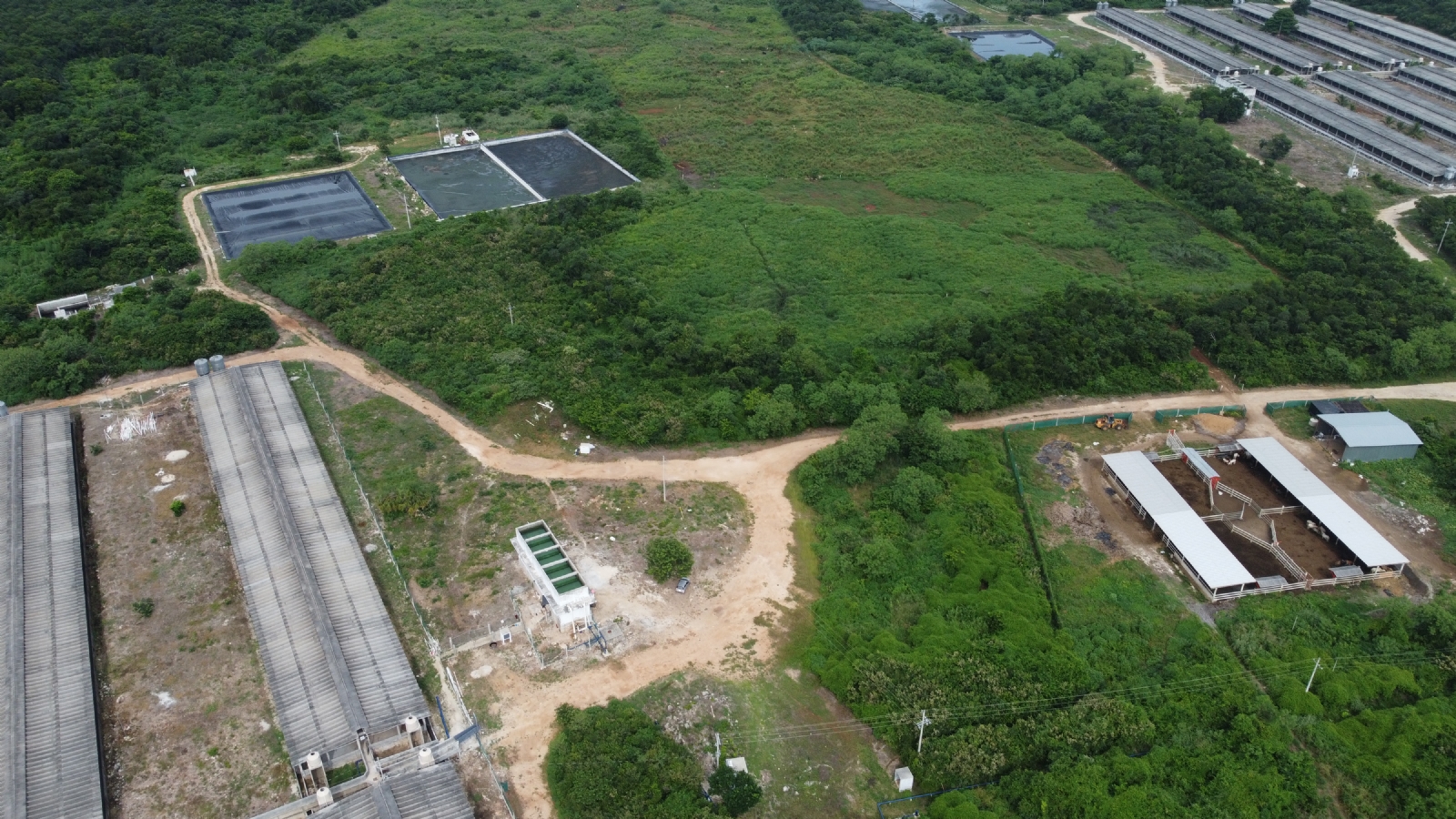 Greenpeace alerta efectos nocivos a la salud y al medio ambiente por megagranjas porcícolas