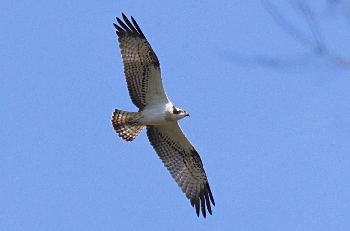 Aves migratorias, visitantes de la Península de Yucatán: INFOGRAFÍA