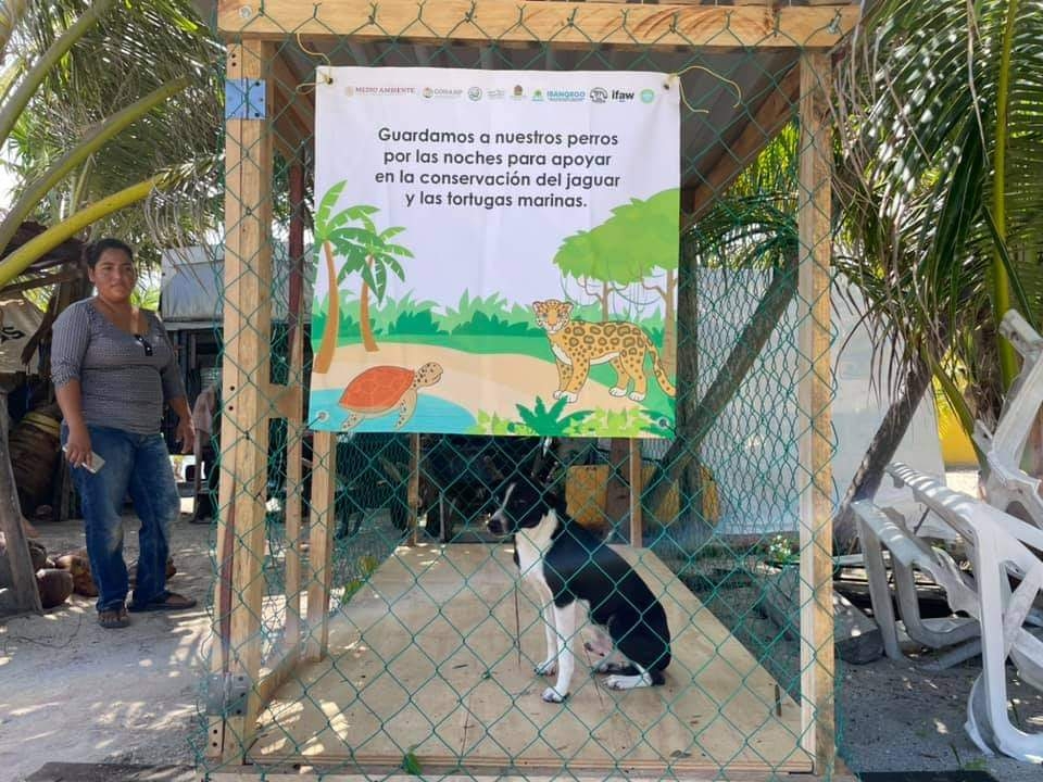 Asociación pide proteger mascotas tras avistamiento de jaguar en Mahahual