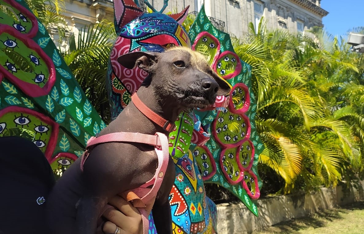 La antigua creencia indica que estos animales eran guardianes de los espíritus, que guiaban a las almas de los fallecidos por el Mictlán (la ciudad de los muertos