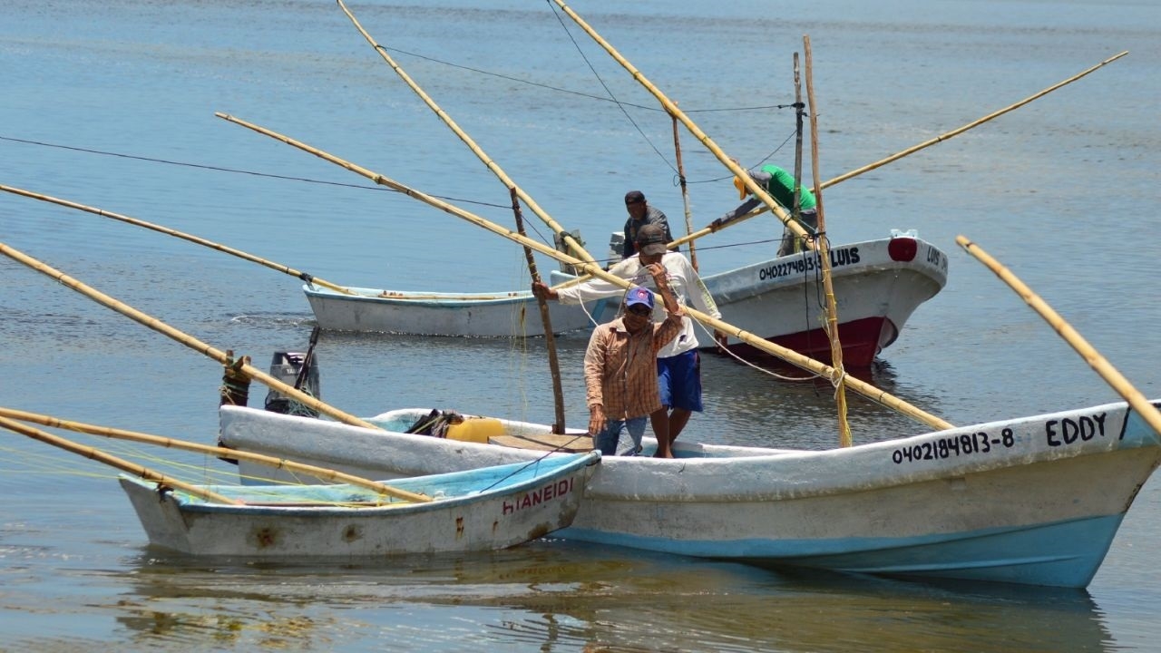 Del 28 de octubre al 3 noviembre, el reporte de pesca fue de hasta 677 mil 222 kilogramos.