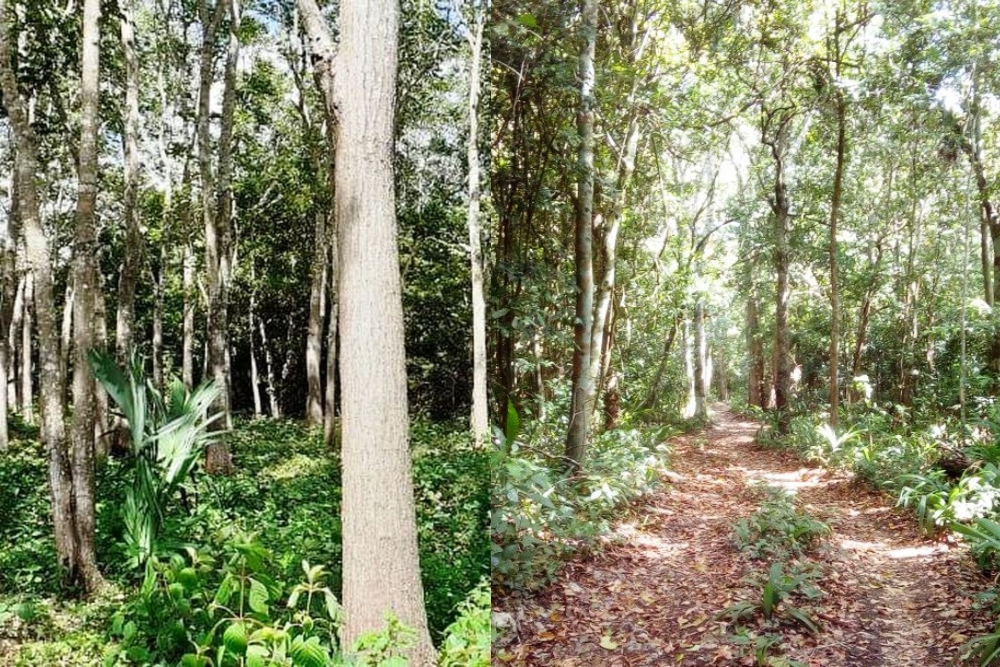 Integrantes de la Unión de Plantadores Forestales están a la espera de la aprobación de los recursos para iniciar con la capacitación de los productores de José María Morelos