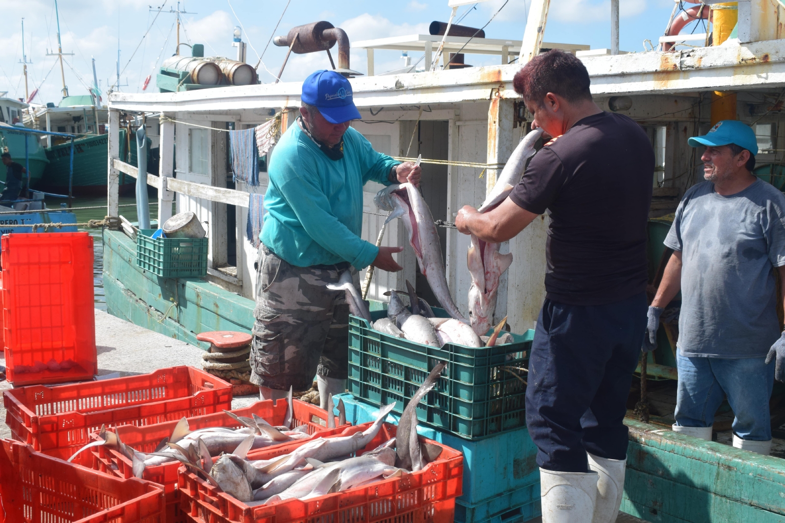 Pescadores de Progreso, Yucatán, sustituyen el pulpo por las escamas