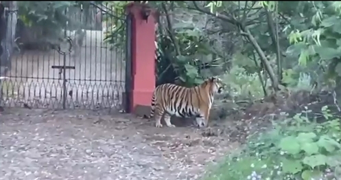 El tigre caminaba por carreteras de Jalisco