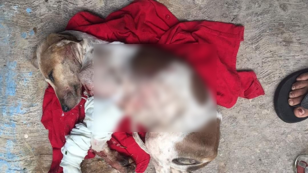 Tras el ataque a machetazos, la perrita sufrió heridas en las patas y el abdomen