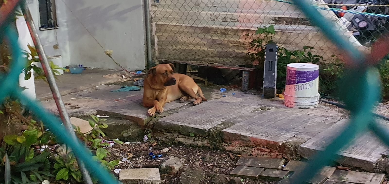 Aparentemente el chico no tenía ninguna lesión, solicitaron una ambulancia para que los paramédicos