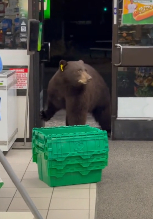 Empleada graba a oso entrando a tienda en California: VIDEO