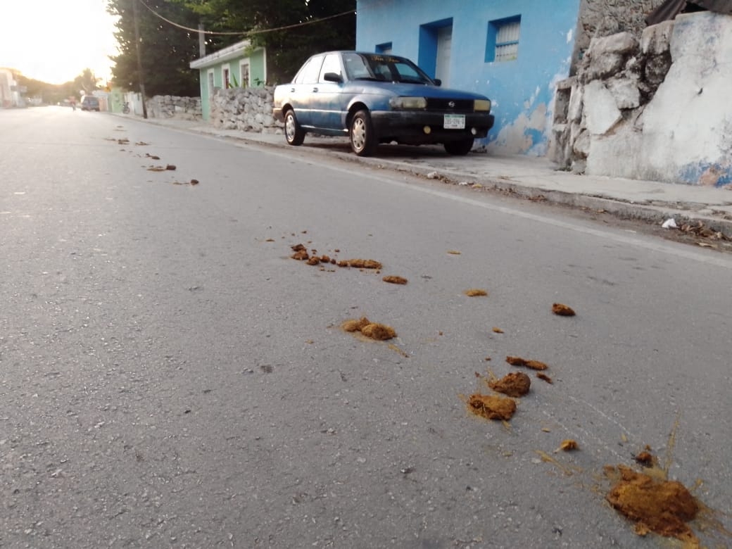 Habitantes manifestaron que el problema con el excremento de los equinos no es nuevo, pero hacia mucho tiempo no pasaba