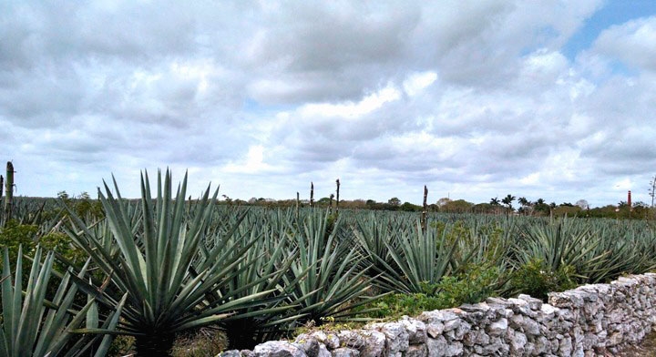 Campesinos de Tixkokob piden más apoyo para el campo en Yucatán