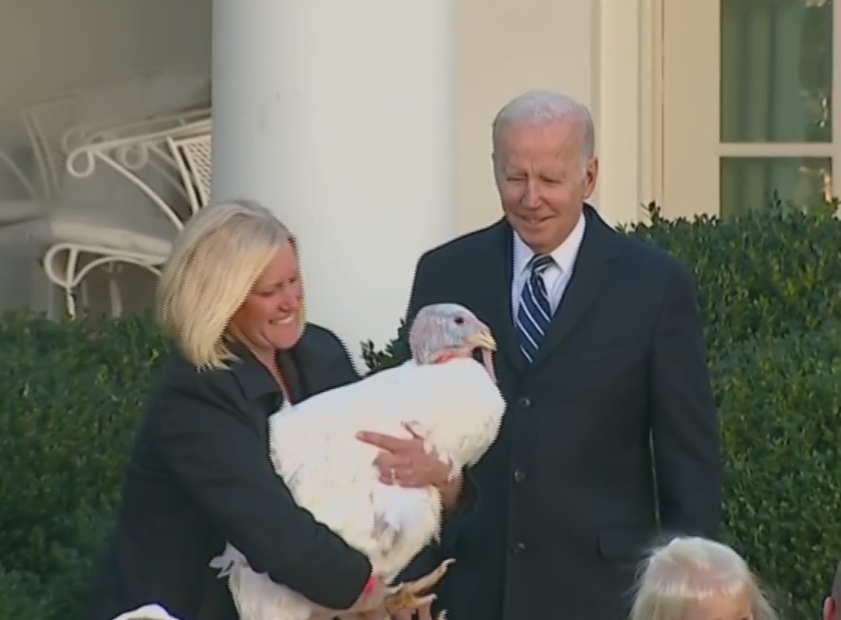 El presidente de Estados Unidos, Joe Biden, perdonó  a dos enormes pavos que ya no se convertirán en el plato principal durante el Día de Acción de Gracias