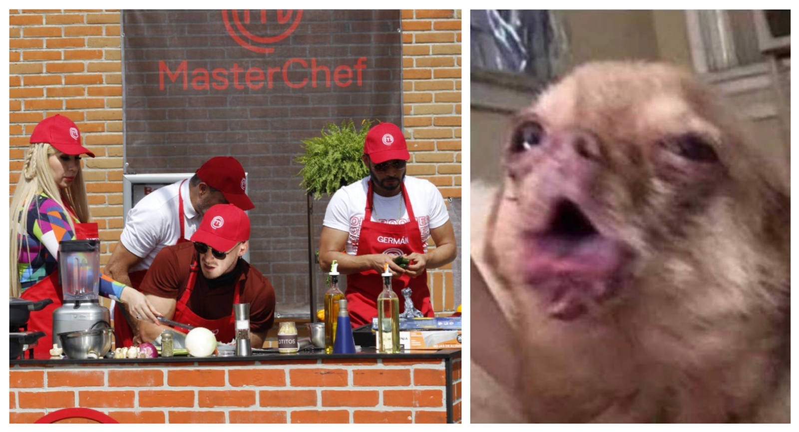 MasterChef Celebrity: Platillos con cucarachas generan ola de memes durante el programa