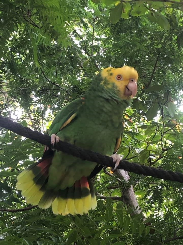 La pérdida es sensible porque el animal es una especie que está en peligro de extinción.