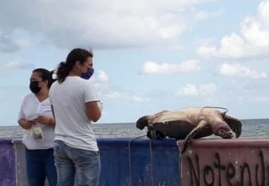 Pescadores comentaron que este tipo de hechos son ocasionales en la isla