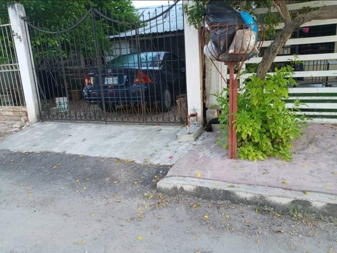 Vecinos denuncian envenenamiento de gatos en la colonia Bosque de Chetumal