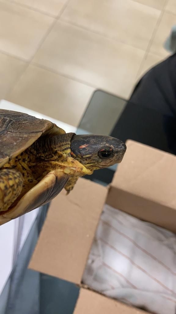 La tortuga pretendía ser llevada a la ciudad de Monterrey, Nuevo León, sin documentación