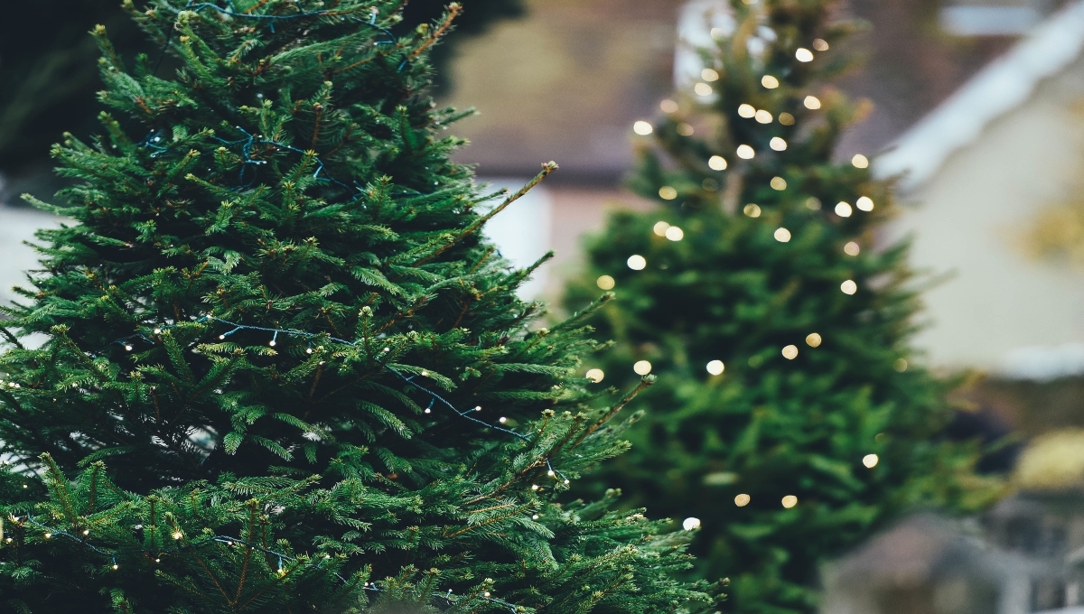 El árbol de navidad es un parte importante de la navidad